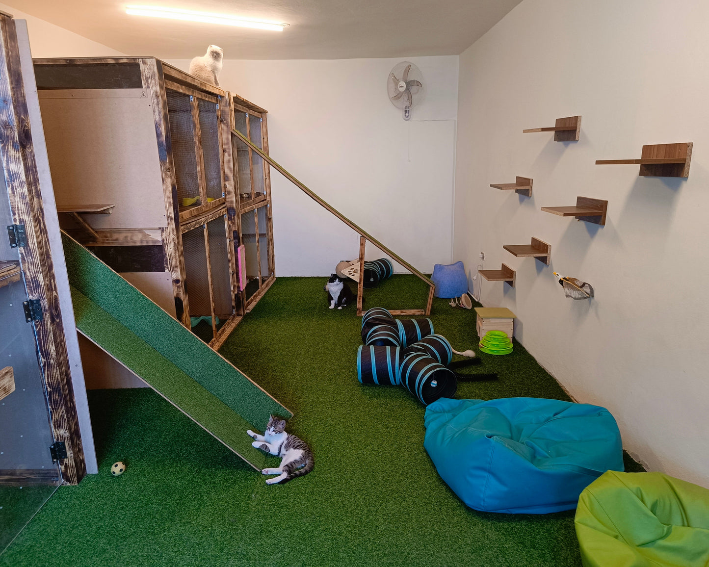 Cat Boarding Service